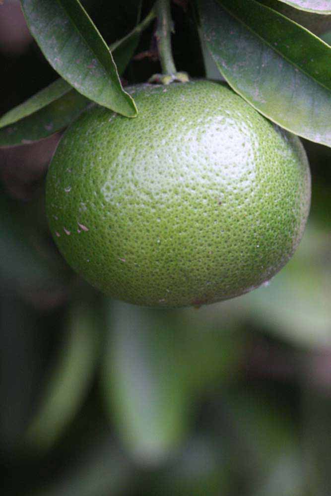            Immature fruit (Riverside, CA)   